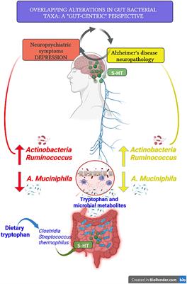 Alzheimer’s disease and depression in the elderly: A trajectory linking gut microbiota and serotonin signaling